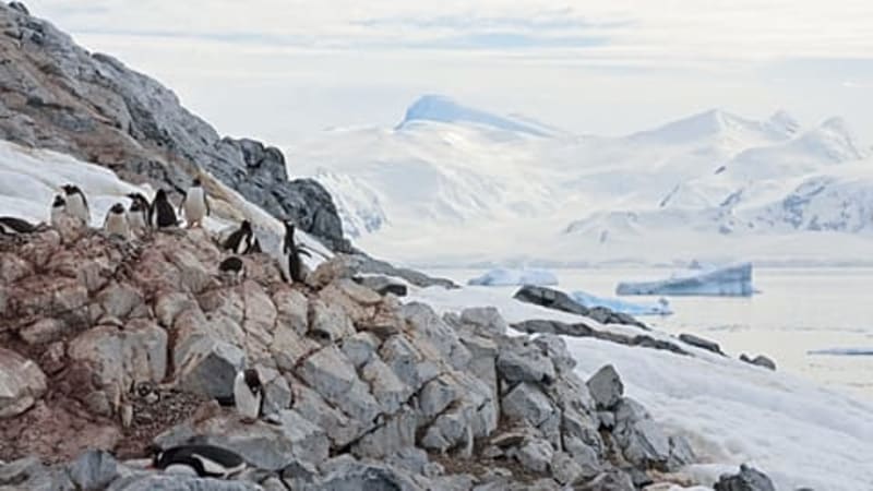 Rare Albatross Flies 3,000 Miles North, Stunning Scientists - Image 4