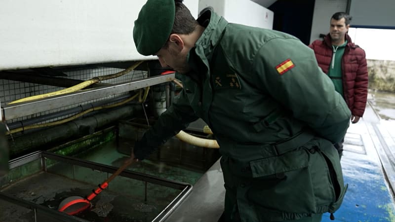 Glass eels swimming together, the tiny transparent juvenile European eels targeted by wildlife traffickers