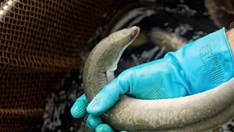 Global Crackdown Saves Critically Endangered Eels - Image 2