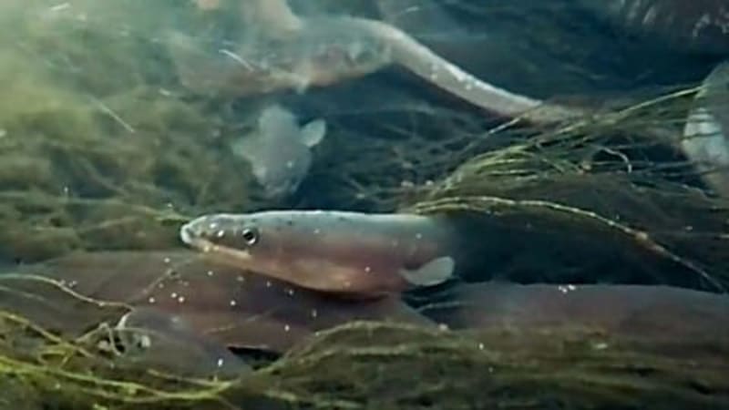 Global Crackdown Saves Critically Endangered Eels - Image 3