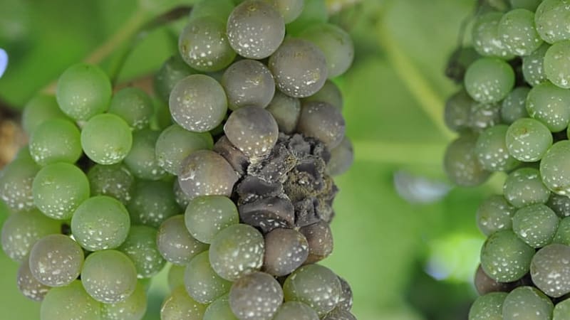 Plant-Based Fungicide Saves France's Struggling Vineyards - Image 2
