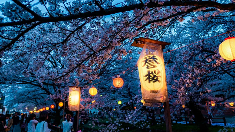 Japan Cherry Blossoms 20% Cheaper After China Travel Drop