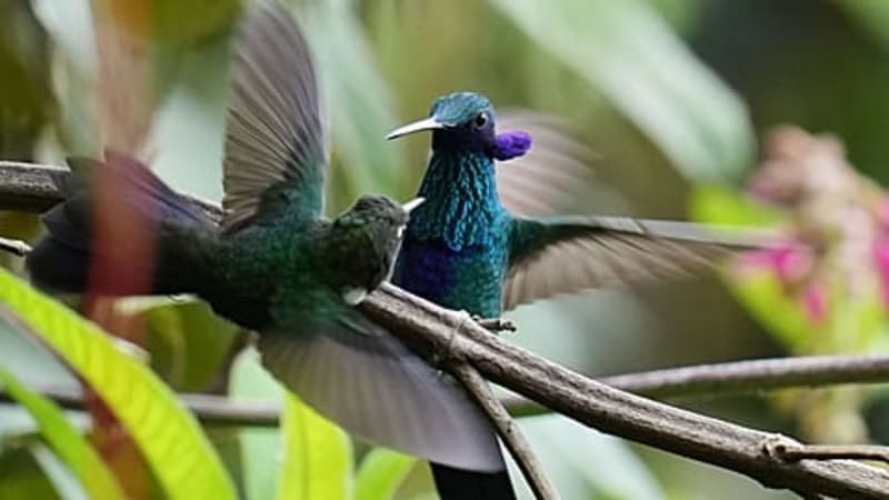 Scientists Prove Apes Can Imagine and Play Pretend - Image 3
