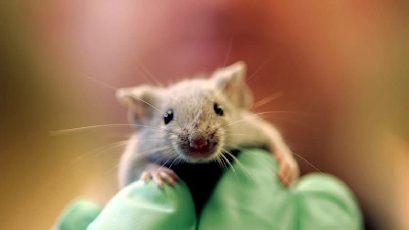 Spain's Triple Therapy Eliminates Pancreatic Tumors in Mice