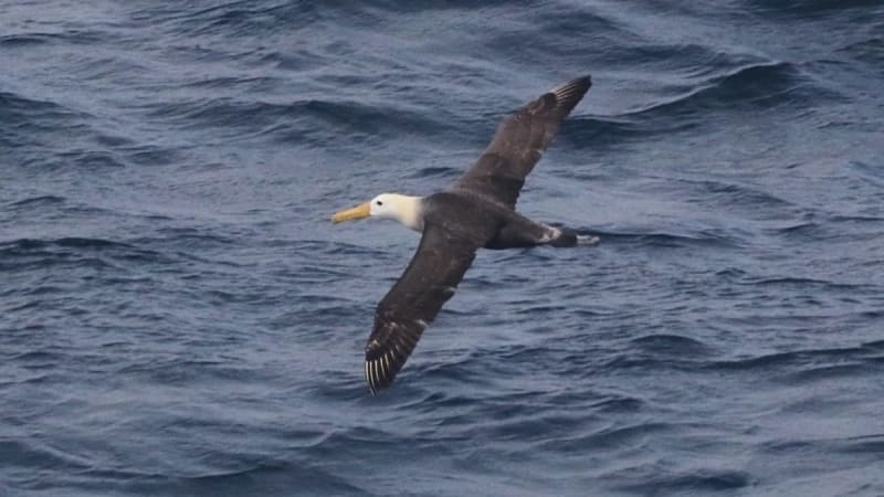 Rare Albatross Flies 3,000 Miles North, Stunning Scientists