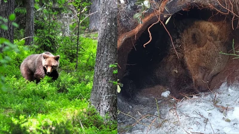 Sweden Volunteers Map Bear Dens to Protect Conservation Win