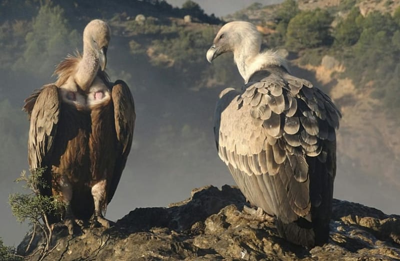 Sardinia Brings 500+ Griffon Vultures Back From 60 - Image 2