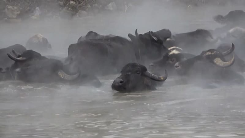 Turkish Farmers Use Volcanic Hot Springs as Buffalo Spa