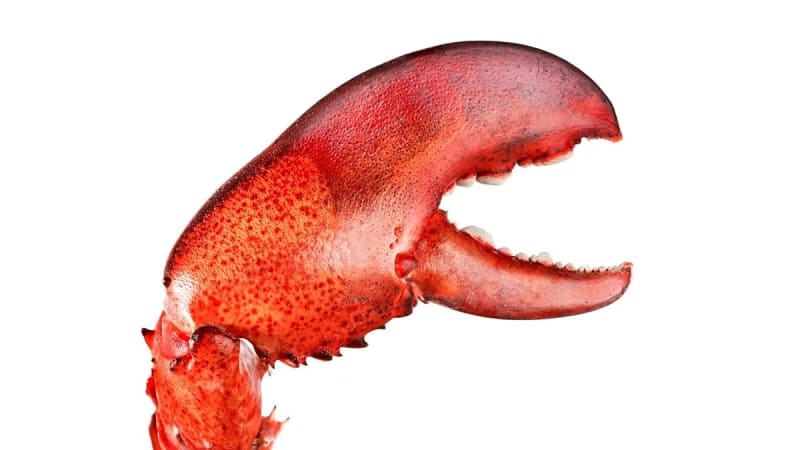 Austrian Coder Joins OpenAI to Build AI Anyone Can Use