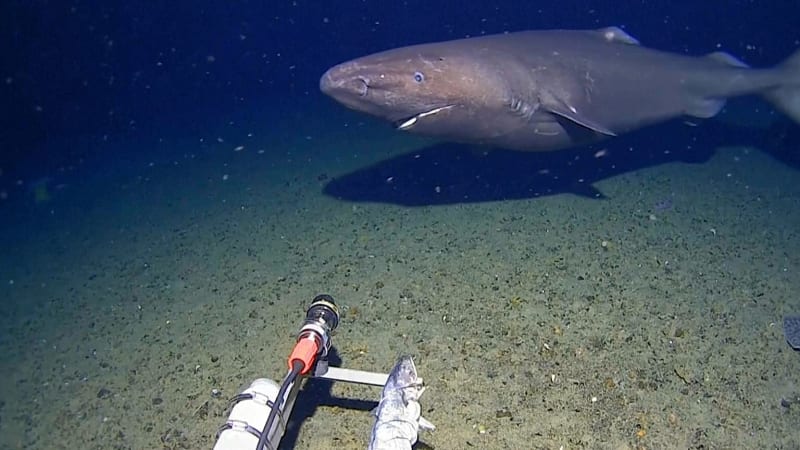 Scientists Film Sleeper Shark in Antarctic Waters for First Time - Image 2