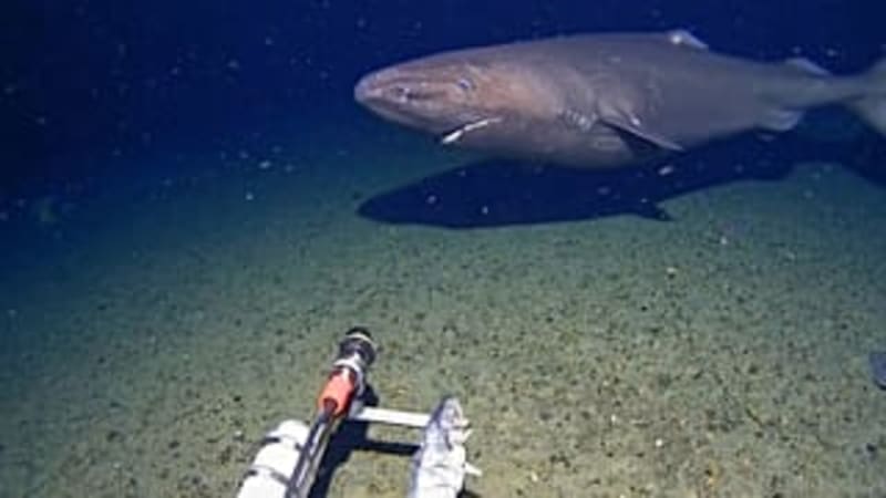 Scientists Film Sleeper Shark in Antarctic Waters for First Time - Image 3