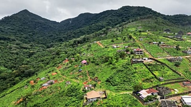 Baby Clownfish Shed Stripes Early to Climb Social Ladder - Image 3