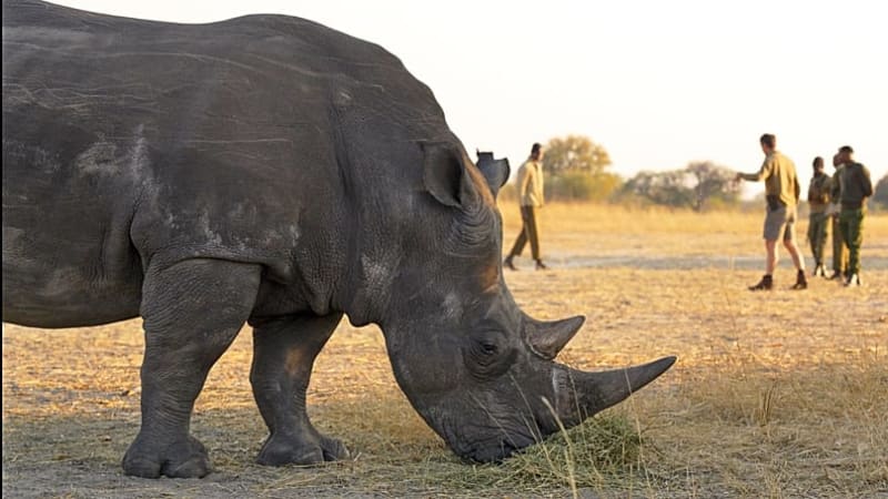 Florida Zoo Team Saves Wild Rhino's Vision in Zimbabwe - Image 2
