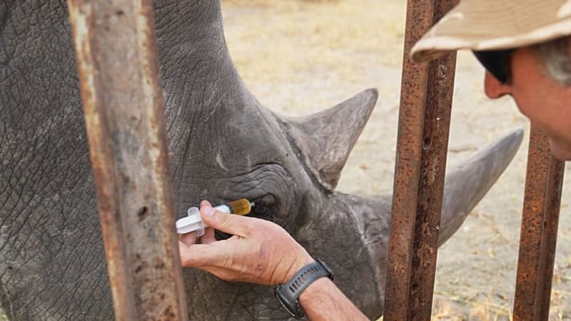 Florida Zoo Team Saves Wild Rhino's Vision in Zimbabwe - Image 3
