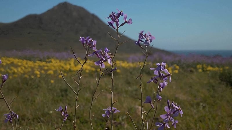 Colorful wildflowers covering desert landscape in southern Spain's Almería province after record rainfall