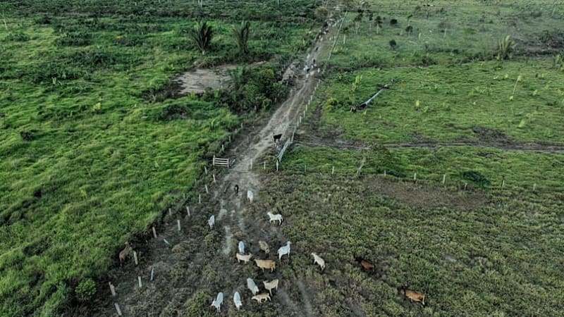 Amazon Tribe Welcomes First Baby in Decades After Genocide - Image 2
