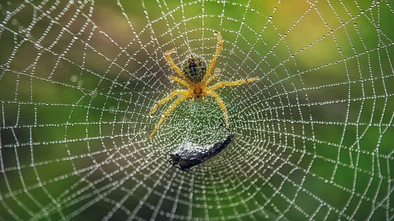 Scientists Push to Save Spiders Before It's Too Late