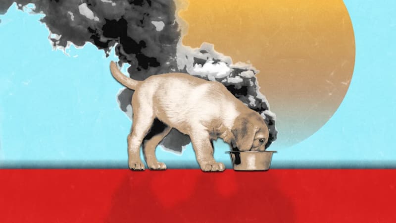 Happy dog eating from bowl with owner nearby, representing sustainable and healthy pet feeding choices for environmental impact