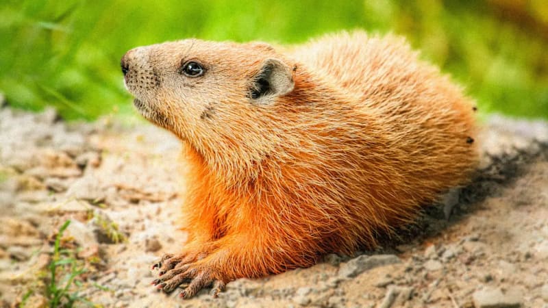 Groundhogs Are Saving Human Lives Through Hibernation Research