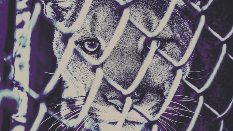 AI Tools Help Seize 30,000 Animals From Traffickers