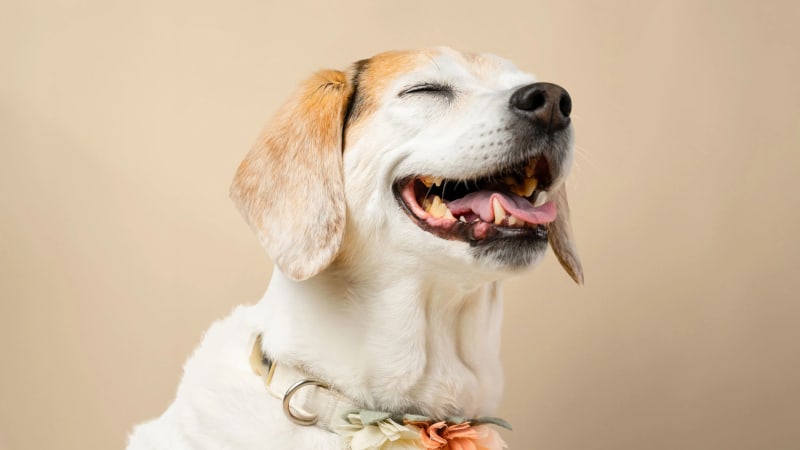 Startup Raises $250M to Help Dogs Live Longer Lives