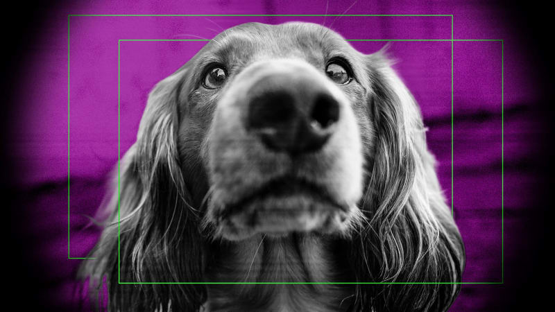 Dog Lovers Create Privacy-Safe Ways to Find Lost Pets