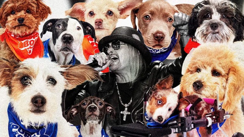 Puppy Bowl Draws 15.3M Viewers in Biggest Year Since 2018