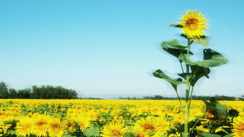 Author: Flourishing Is Shared Growth, Not Solo Success