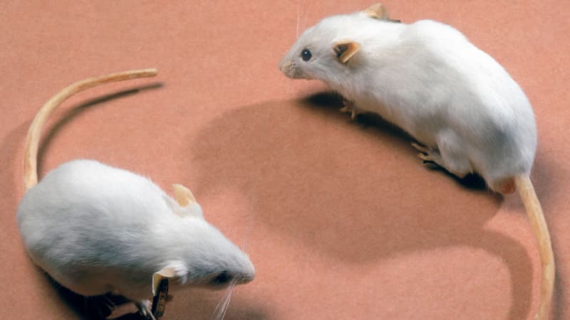 Scientists Cure Pancreatic Cancer in Mice Using 3-Drug Mix