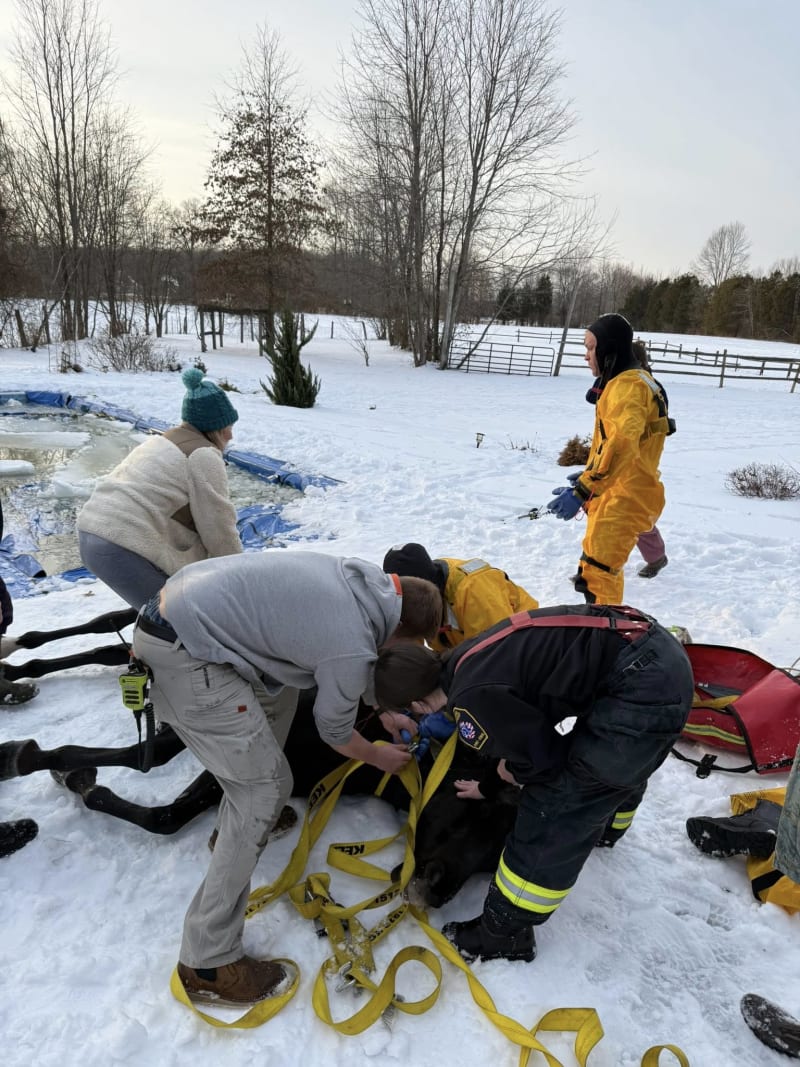 Ohio Firefighters Save Horse From Frozen Pool