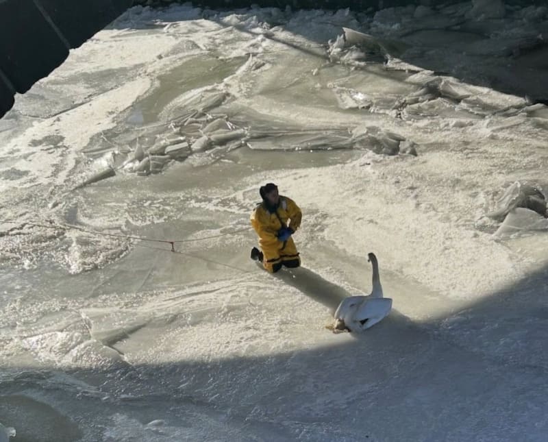 Firefighters in cold-water gear rescue swan from frozen Norwalk River using ladder