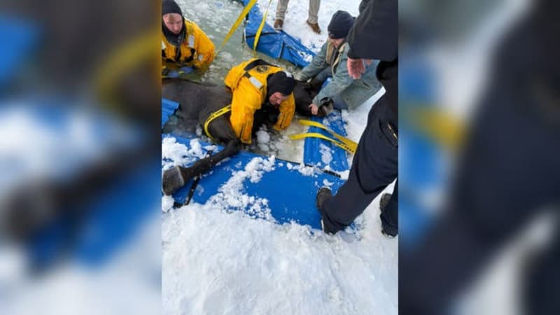 Ohio Firefighters Save Horse From Frozen Pool - Image 2