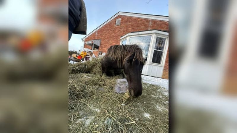 Ohio Firefighters Save Horse From Frozen Pool - Image 4