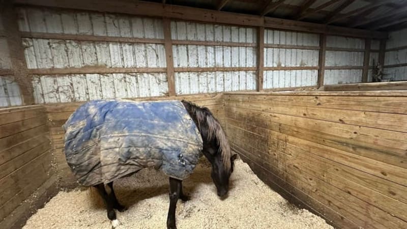 Ohio Firefighters Save Horse From Frozen Pool - Image 5