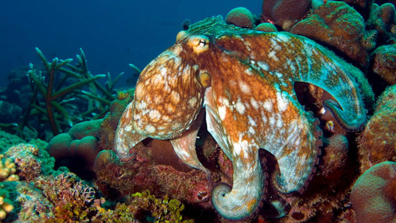 Scientists Create Amazing Color-Changing Skin Inspired by Octopuses