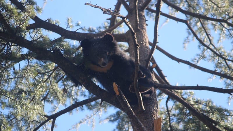 Bear Cubs Harry and Bruno Steal Hearts at Shimla Zoo
