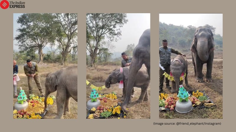 Assam Man Throws Birthday Party for Baby Elephant Priyanshi