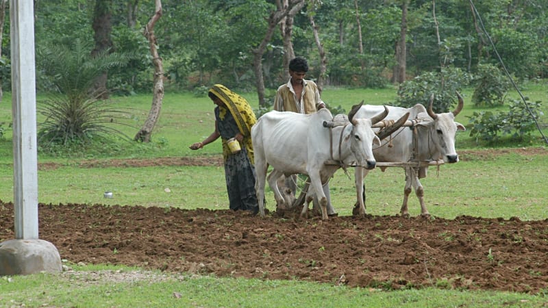 India Launches Natural Farming Across 23,500 Hectares