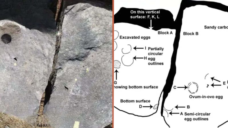 India Unearths 68M-Year-Old Egg Within an Egg Fossil