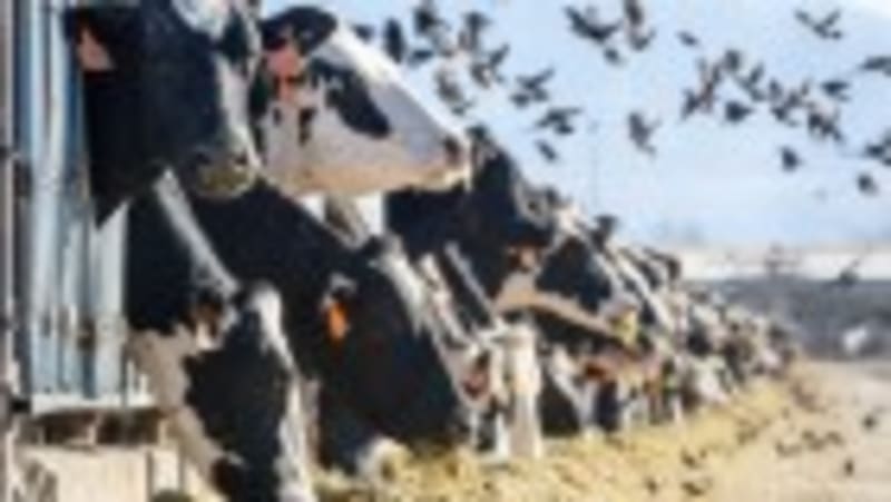 Scientists Design Diet That's Healthy for You and the Planet - Image 3