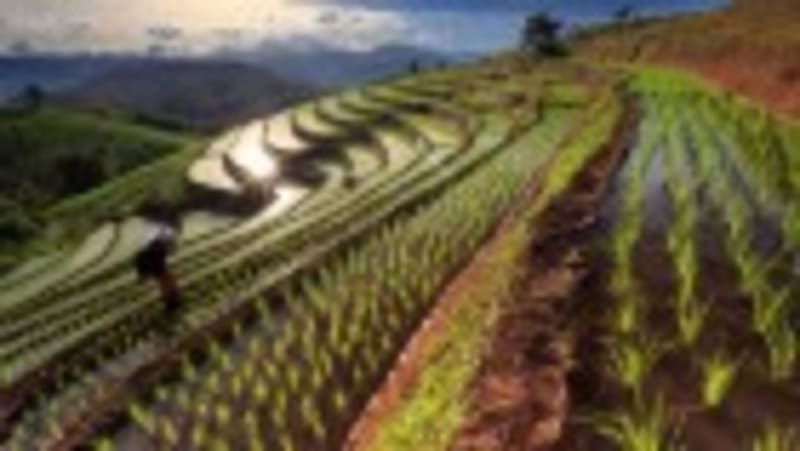 Scientists Design Diet That's Healthy for You and the Planet - Image 4