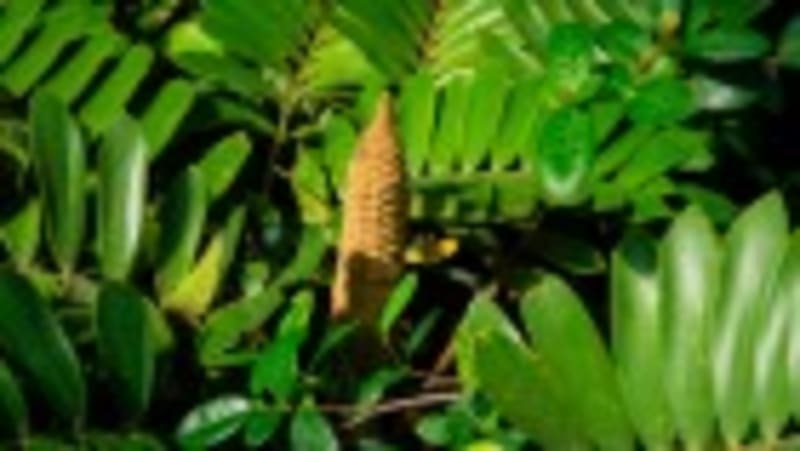 Scientists Turn Stinky Weed Into Profitable Seed Oil Crop - Image 2