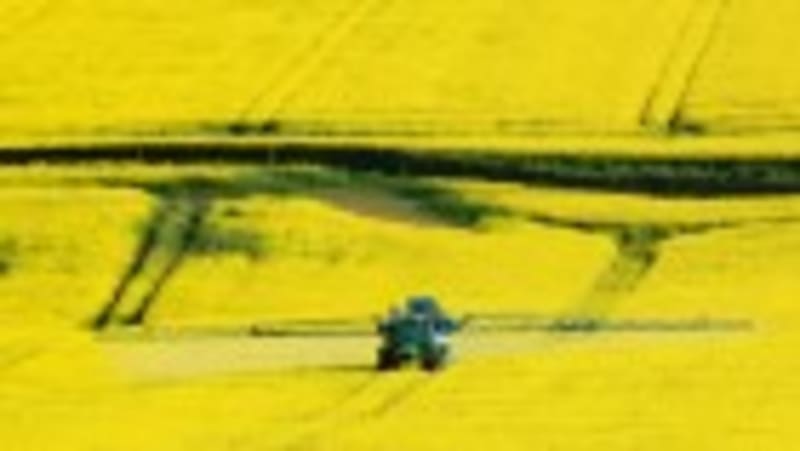 Scientists Turn Stinky Weed Into Profitable Seed Oil Crop - Image 5