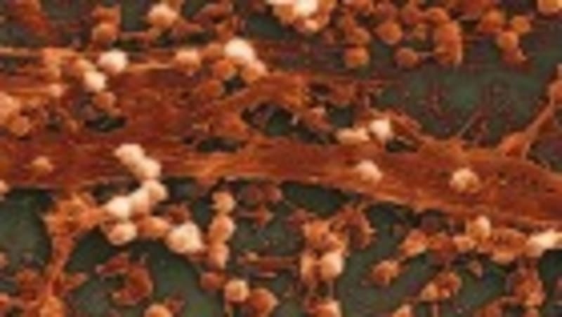 Brazilian Centenarians May Unlock Aging Science Secrets - Image 4