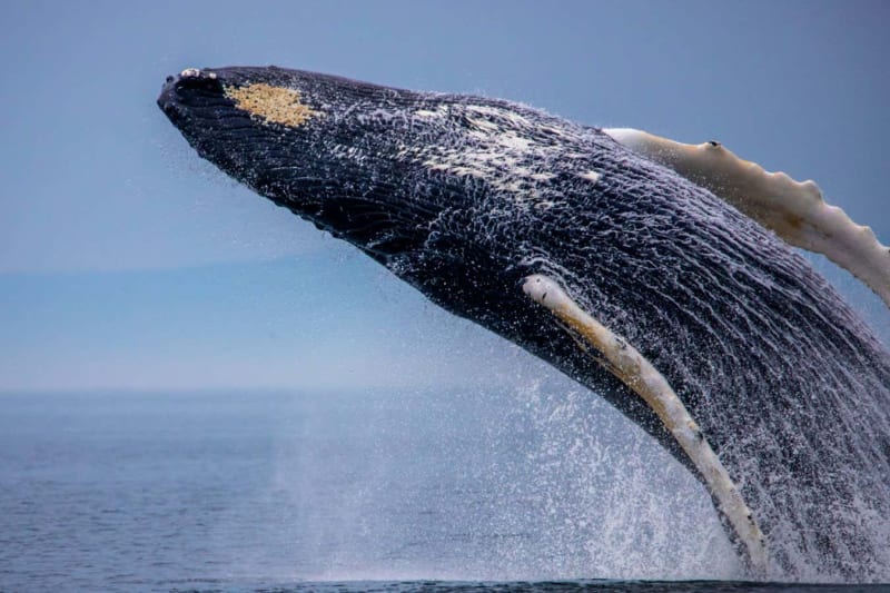 Humpback Whales Teaching Each Other to Bubble Hunt - Image 5