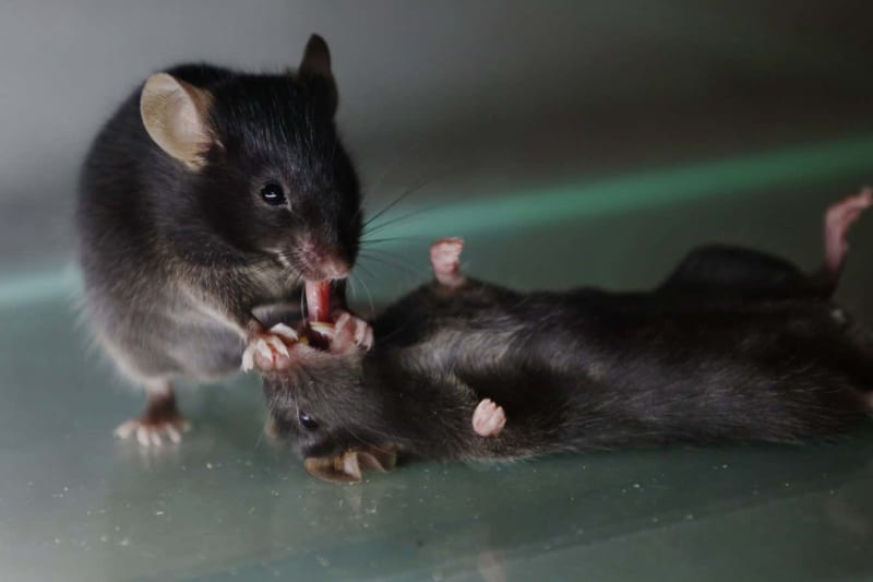 Animals From Whales to Wallabies Share Culture Like Humans - Image 5