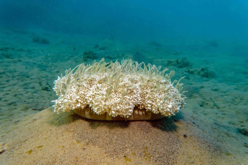 Upside-down jellyfish resting on sandy seabed with tentacles facing upward in shallow water habitat