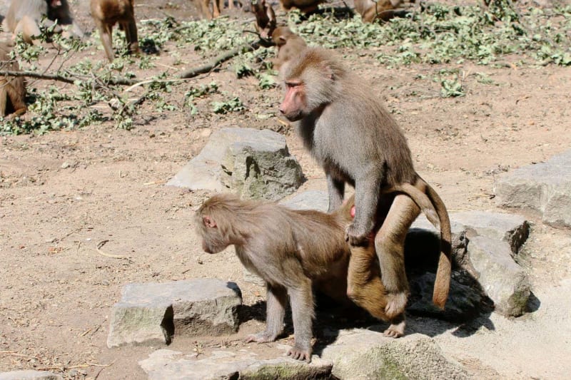 Ancient Mystery Solved: Weird Worm Was a Deep-Sea Scavenger - Image 2