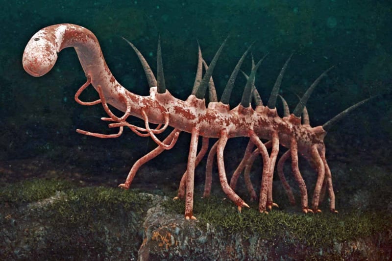 Artistic reconstruction of spiky worm-like Hallucigenia with multiple legs and defensive spines on its back
