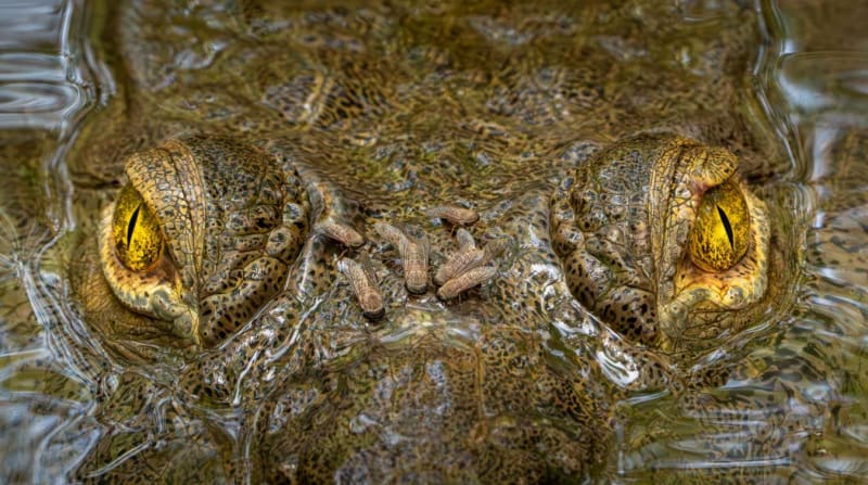 Photo Contest Celebrates Nature's Surprising Interactions - Image 2